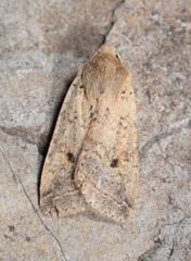 Agrochola blidaensis
