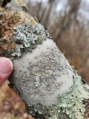 Lecanora subpallens