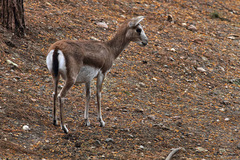 Gazella subgutturosa