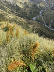 Aciphylla colensoi