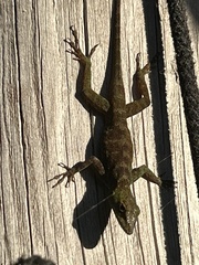 Anolis evermanni