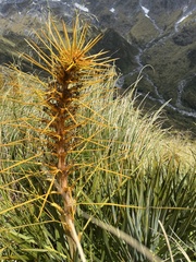 Aciphylla colensoi