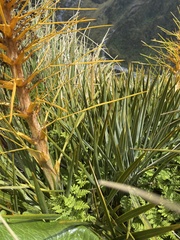 Aciphylla colensoi