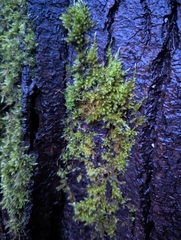 Homalothecium fulgescens