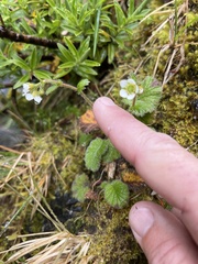 Geum cockaynei