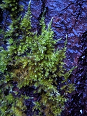 Homalothecium fulgescens