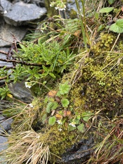 Geum cockaynei