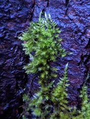 Homalothecium fulgescens