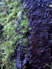 Homalothecium fulgescens