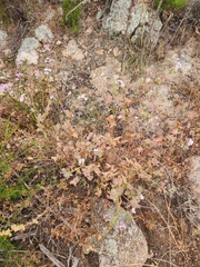 Pelargonium australe