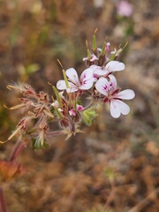 Pelargonium australe