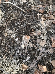 Symphyotrichum falcatum