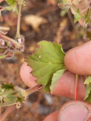 Pelargonium australe