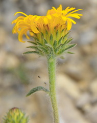 Pentanema montanum