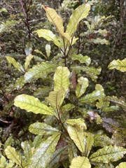 Quintinia serrata