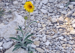 Pentanema montanum