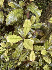 Quintinia serrata