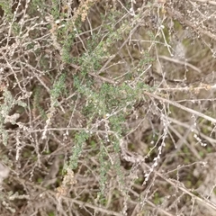Caroxylon vermiculatum