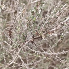 Caroxylon vermiculatum