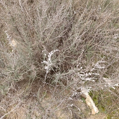 Caroxylon vermiculatum