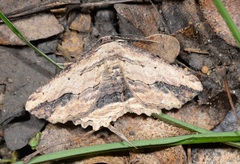 Menophra abruptaria