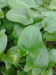 Arisarum simorrhinum