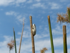 Hyperolius parallelus