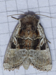 Meropleon ambifusca