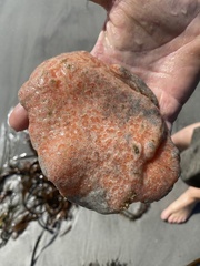 Aplidium californicum