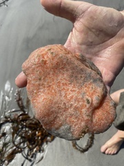 Aplidium californicum
