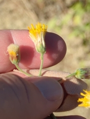Bebbia atriplicifolia
