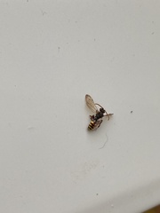Nomada