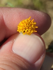 Bebbia atriplicifolia