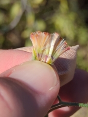 Bebbia atriplicifolia