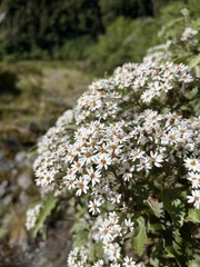 Olearia ilicifolia