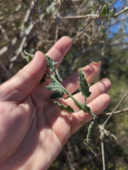 Bebbia atriplicifolia
