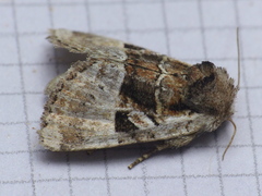 Meropleon ambifusca