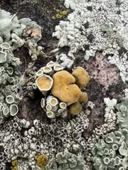 Rhizoplaca chrysoleuca