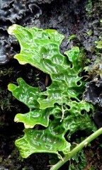 Lobaria pulmonaria