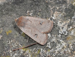 Conistra erythrocephala