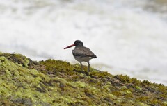 Haematopus palliatus