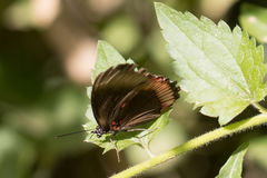 Biblis hyperia