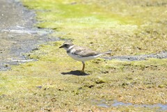 Charadrius semipalmatus