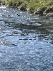 Hymenolaimus malacorhynchos