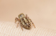 Pelegrina pervaga