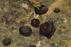 Actinia
