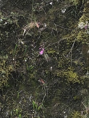 Agalinis lanceolata