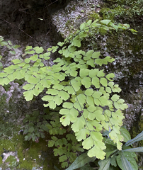 Adiantum tenerum