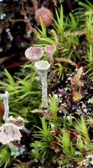 Cladonia chlorophaea