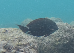 Acanthurus nigroris